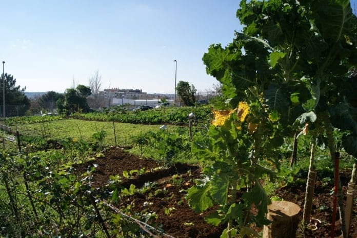 Horta urbana monte abraao SN