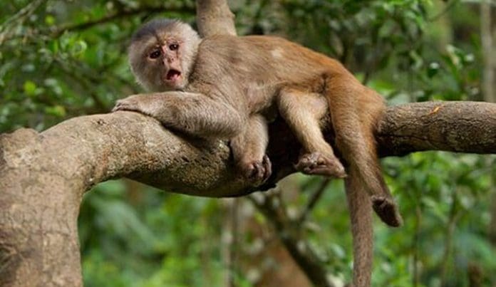 capuchinho foto meusanimais.br