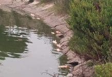 Câmara aguarda análises da água da lagoa da Assafora depois da morte de peixes
