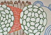 “PROTOZOA” de Rodrigo Vilhena no MU.SA