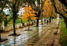 Correnteza de Sintra | Foto: Grupo de Amigos de árvores de Sintra