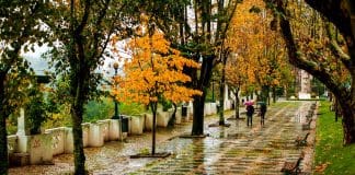 Correnteza de Sintra | Foto: Grupo de Amigos de árvores de Sintra