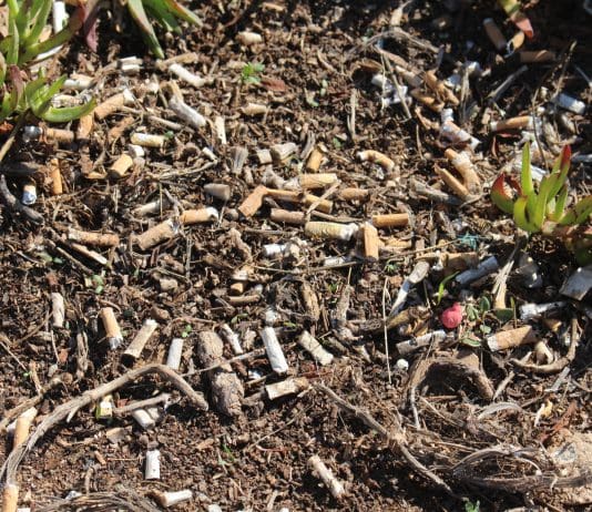 Jovens voluntários recolhem mais de 98 mil pontas de cigarro nas praias de Sintra