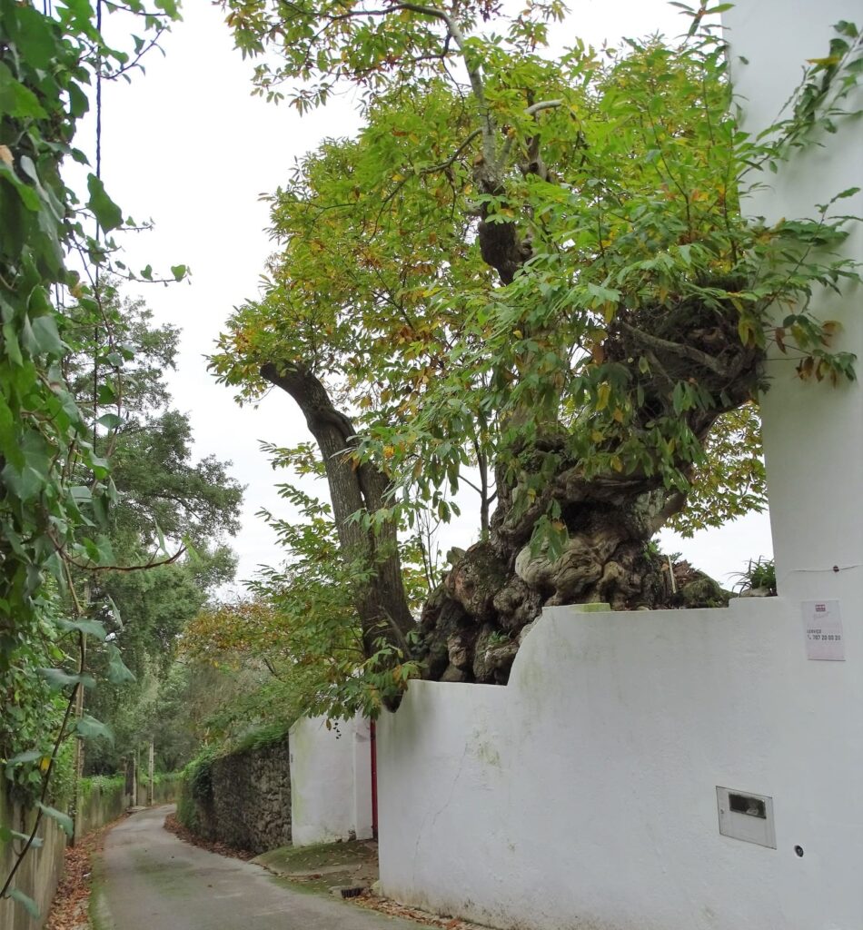 Árvore mais antiga do concelho de Sintra antes da intervenção | Imagem: Grupo dos Amigos das Árvores de Sintra