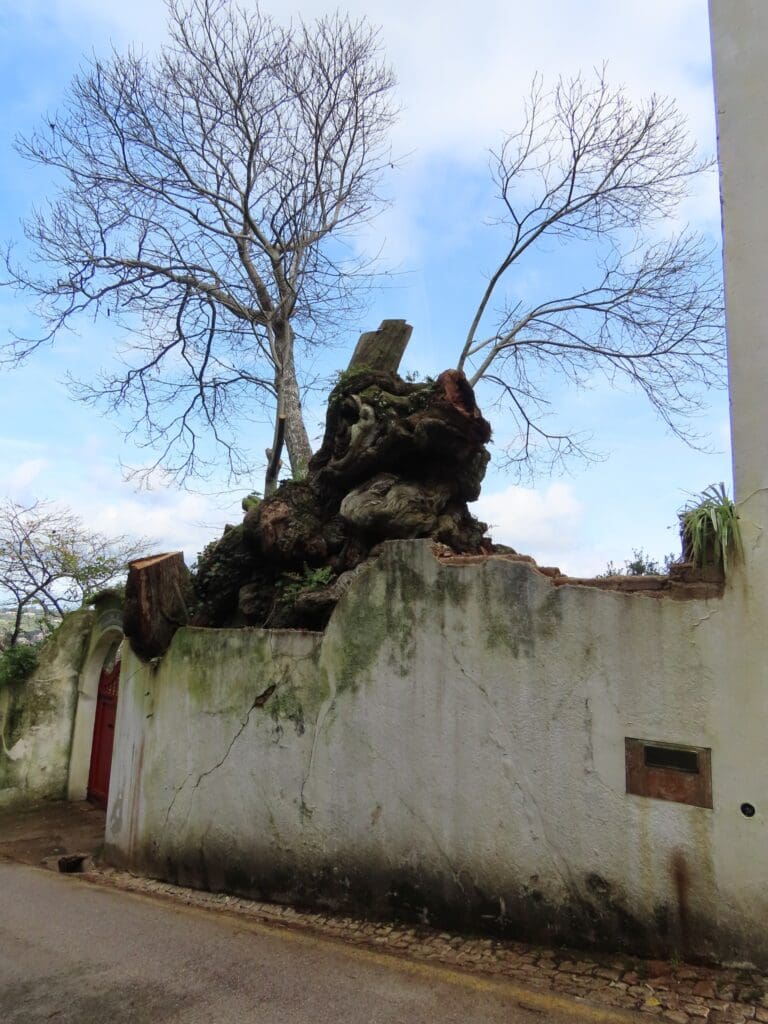 Árvore mais antiga do concelho de Sintra depois da intervenção | Imagem: Grupo dos Amigos das Árvores de Sintra