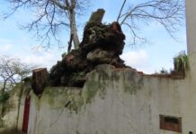 Corte de árvore com mais de seiscentos anos em Sintra origina queixa à PGR Árvore mais antiga do concelho de Sintra abatida | Imagem: Grupo dos Amigos das Árvores de Sintra