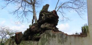 Árvore mais antiga do concelho de Sintra abatida | Imagem: Grupo dos Amigos das Árvores de Sintra