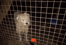 Imagem do vídeo de denúncia ComRaça Equipa de Resgate Animal