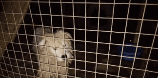 Imagem do vídeo de denúncia ComRaça Equipa de Resgate Animal