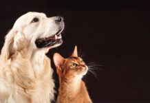 Congresso debate promoção do bem-estar animal em Sintra