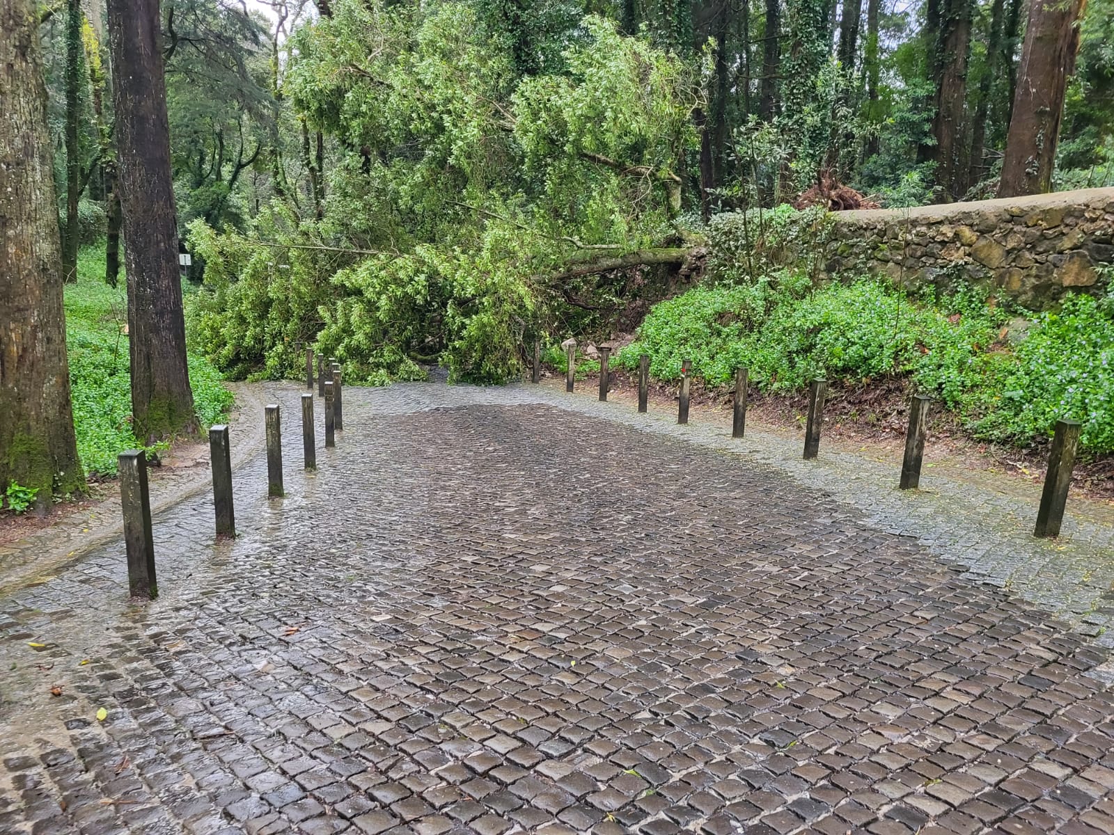 Queda de árvore na Calçada da Pena