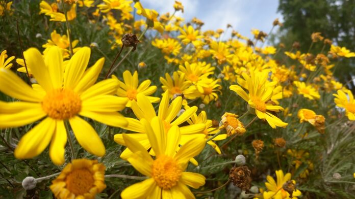 flores