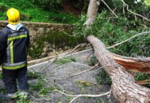 Mulher atingida por árvore na Lagoa Azul com “prognóstico muito reservado”