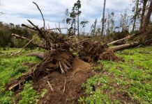 Depressão abate “mais de três mil árvores” na Serra de Sintra