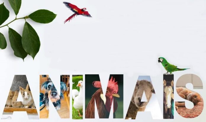festival animais