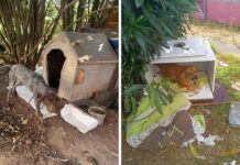 Cinco cães resgatados em Rio de Mouro de situações de maus-tratos
