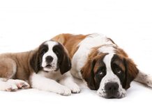 Sintra acolhe 29ª Monográfica do Cão São Bernardo