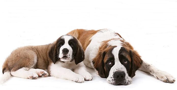são bernardo