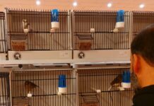 VIII Campeonato Ornitológico no pavilhão Petrosintra na Terrugem