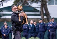 GNR realiza demonstração com cães-polícia no combate ao comércio ilícito de tabaco