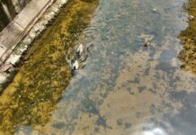 Ações de recuperação ecológica avançam na Ribeira de Colares