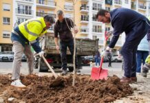 Novas árvores requalificam Quinta das Flores em Massamá e Monte Abraão