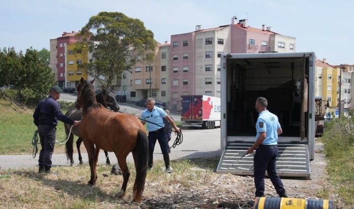 cavalos3 MA
