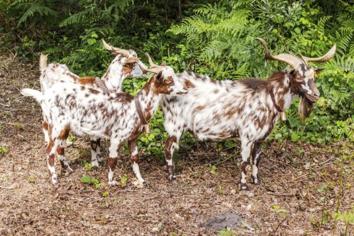 cabras2