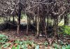 Javalis causam estragos na Serra de Sintra e ICNF admite captura com armadilhas
