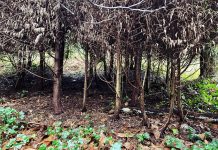 Javalis causam estragos na Serra de Sintra e ICNF admite captura com armadilhas