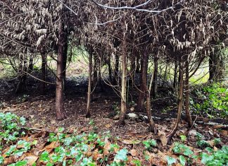 Javalis causam estragos na Serra de Sintra e ICNF admite captura com armadilhas