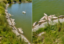 Junta de Freguesia e Câmara removem peixes mortos da lagoa da Assafora