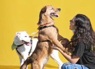 Voluntariado Sintra Jovem desafia jovens a participar no PetSintra