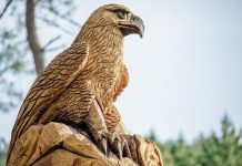 Aves de rapina e falcoaria vão levantar voo no jardim Pênsil em Queluz